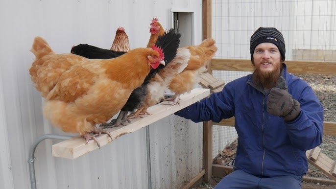 How to Raise Chickens in Winter — K&H Pet Products