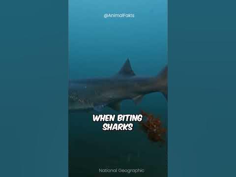 Why are Orcas killing sharks and removing their livers? #shorts - YouTube