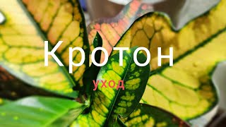 Кодиеум (Кротон) Уход, секрет декоративного вида