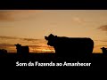 Som do AMANHECER na fazenda