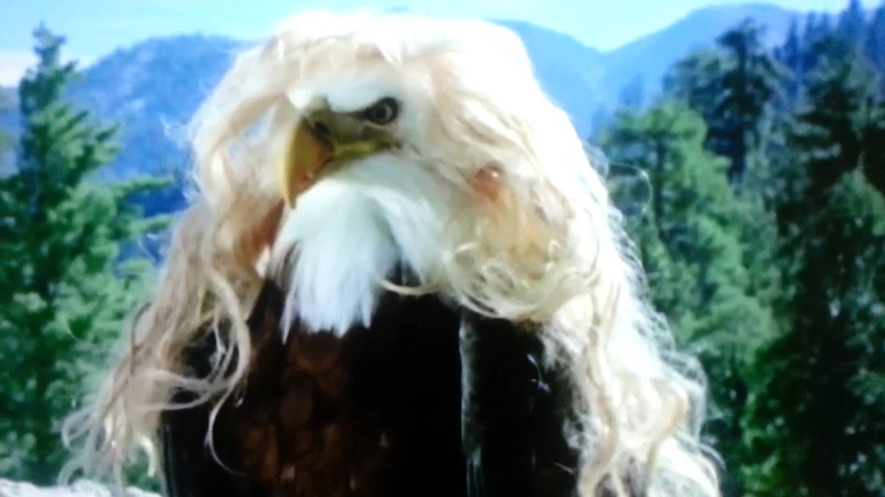 bald eagle toupee