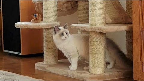 Ragdoll Kitten Merlin`s first day in his new home