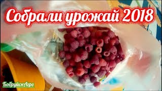 Собрали урожай 2018 года