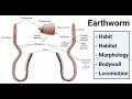 Part 1 || External Structure of Earthworm || Detailed Study of Earthworm ||