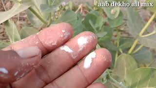 दुनियां की सबसे जल्दी असर करने वाली जड़ी बूटी/ लगाते ही कड़क हो जाता है कड़कनाथ/ नसों में नई जान//