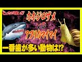 【どっちが強い】一番歯が多い動物は何？ホホジロザメ？アフリカマイマイ？生涯で75万本の歯が生え変わる動物も！？勝つのはどっちだ!?【漫画】