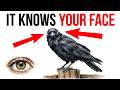 The Crow in Your Yard Has Been Watching You for Months (And It Remembers Everything)