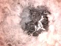 Birdcam_2010-05-04_06-57-58.avi
