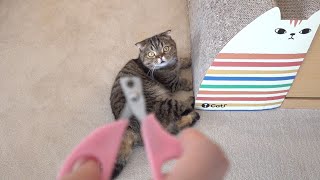 Do Cats Really Run When They See The Trimmer? (ENG SUB)