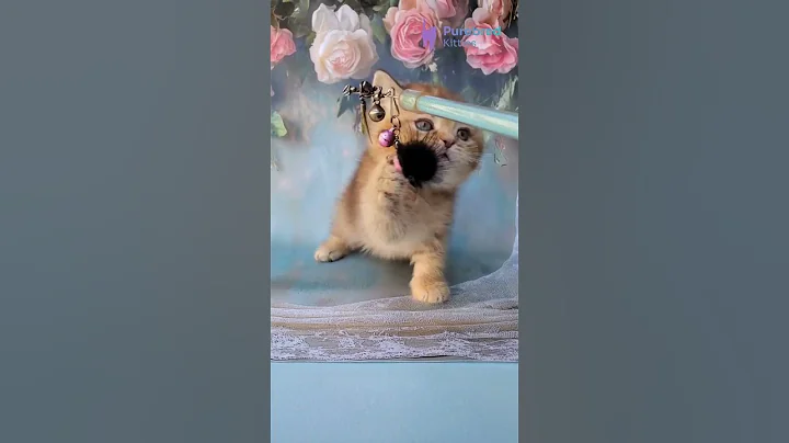 Video 10408451: tabby british shorthair kittens, british shorthair kitten meets, sweet british shorthair kitten, british shorthair female kitten, britishshorthair, kittens rare