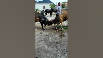 Sapi Moo, Suara Sapi, Sapi Lucu dan Pintar, Sapi Joget, lembu Jinak #sapi #lembu #kurban #cow #conbò