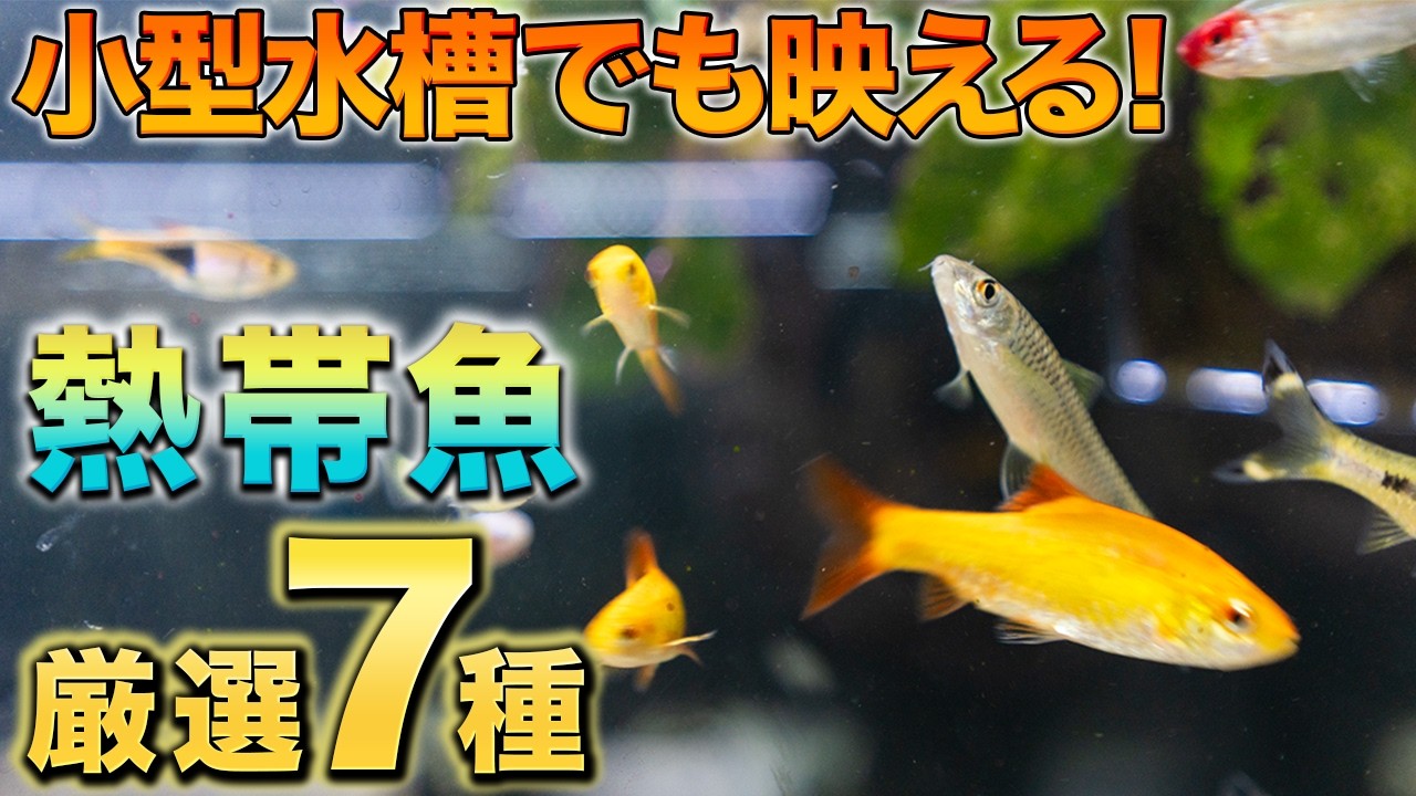 【人気品種】小型の水草水槽に合う熱帯魚7選をご紹介します！【初心者向け】【ボトルアクア】