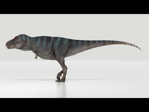 Tyrannosaurus rex Trix walking animation