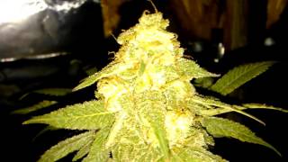 harvest time 4 Smurfberries