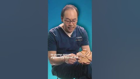 How Does Ejaculation Work? | #MCAshorts