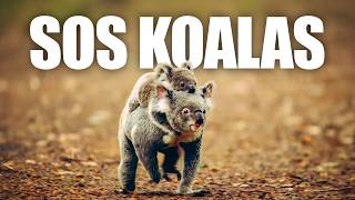 Les Koalas Daustralie En Danger Pouvons-Nous Encore Les Sauver ?