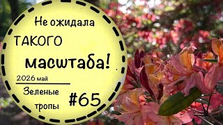 #65 Парк Рододендронов (Бремен) в мае