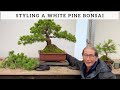 Shaping A White Pine Bonsai