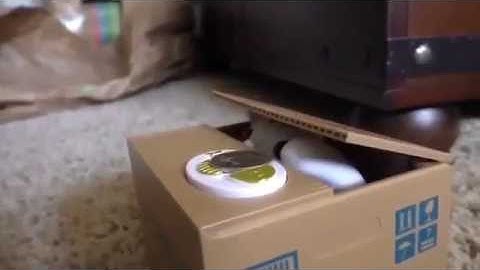 Coin Bank Cat Reaction