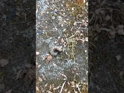 Apamea - Agrotis