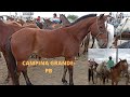 FEIRA DO CAVALO DE CAMPINA GRANDE-PB 15/09/2021 VEJA O QUE LUAN APRONTOU COM O CAVALO