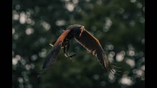 Green Hawk Sound Effect