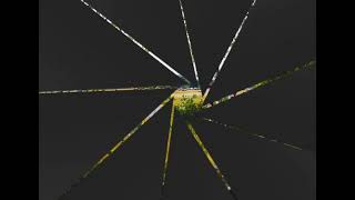 Лезгин Белаш & Толя Балё В Чужом Дальней Стороне