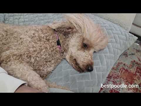 How To Cut A Poodle’S Nails