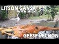 LECHON GANSA WITH MILK | GEESE LECHON