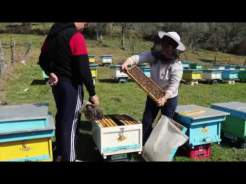 Video: Mbjellja e nigellës: foto, kultivimi, datat e mbjelljes