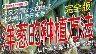 洋葱的培育方法 家庭菜园怎么种出又圆又饱满的洋葱球 解锁从播种到采收的种植全过程