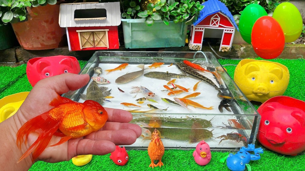 Mystery Catch: Rescuing Koi Fish and Blue Crab!