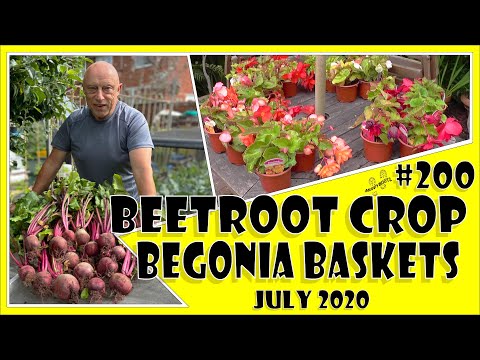 MuddyBootz Allotment #200 – Beetroot, Spring Onion, Hanging Baskets, Chillis & Winter Brassicas