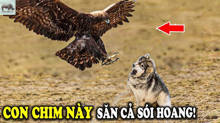 🔥 Đại Bàng Vàng – Sát Thủ Mạnh Mẽ Nhất, Đến Sói Hoang Cũng Trở Thành Con Mồi! | Logic ĐV