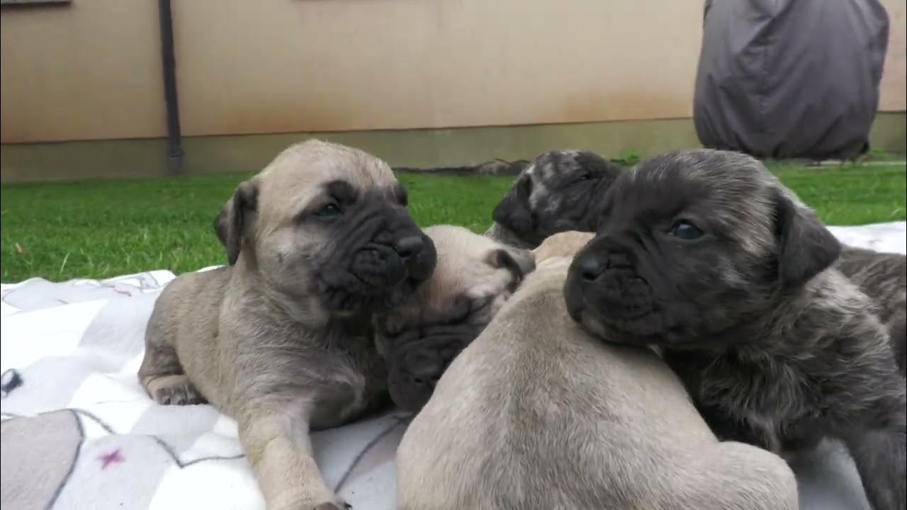 3 Wochen alte Presa Canario Welpen aus Suna & Macho. YouTube