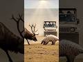 The Fiery Clash of Horn and Shield:Giant Deer, Elk vsPangolin