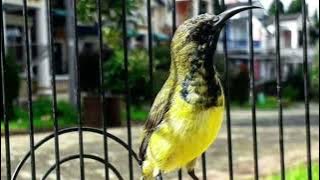 Call burung sogon terbaik full materian mewah