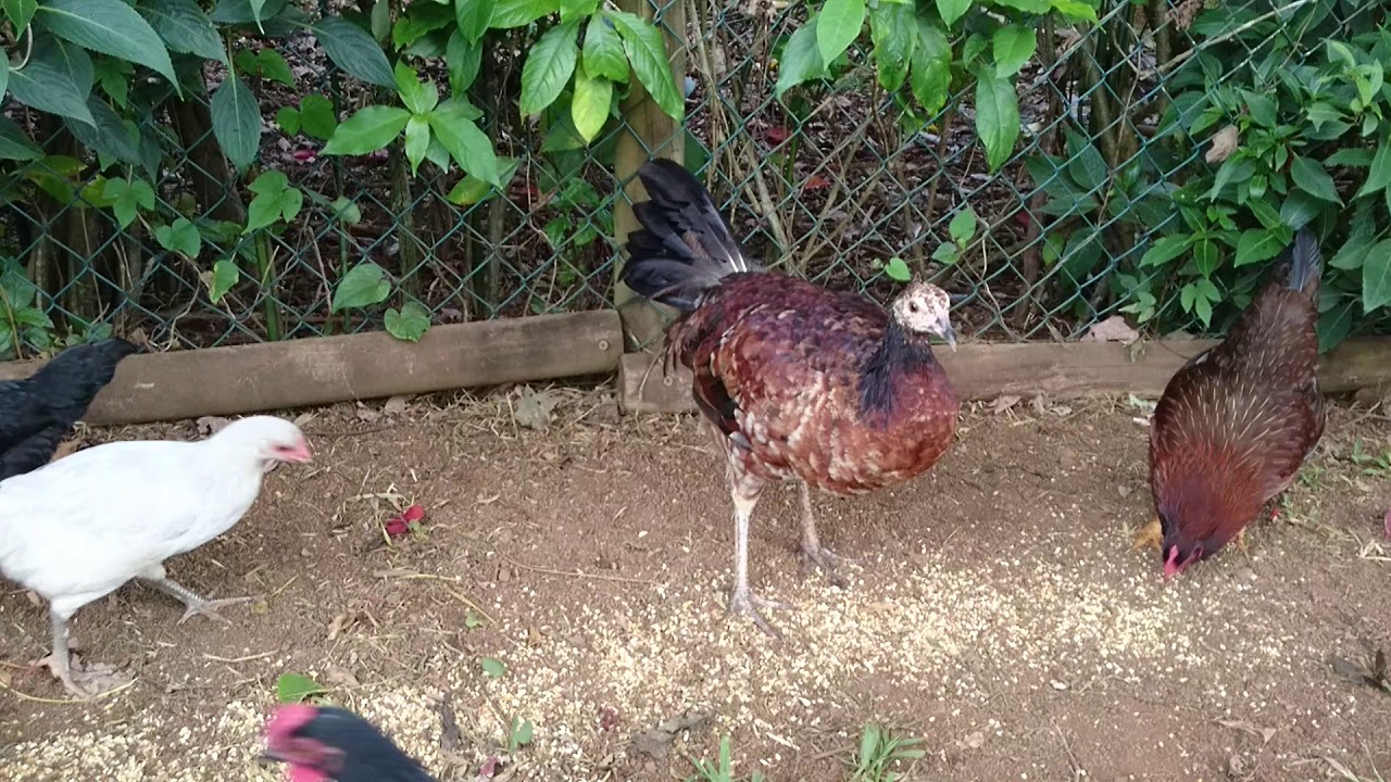 Chickpea fans to show who's boss at breakfast