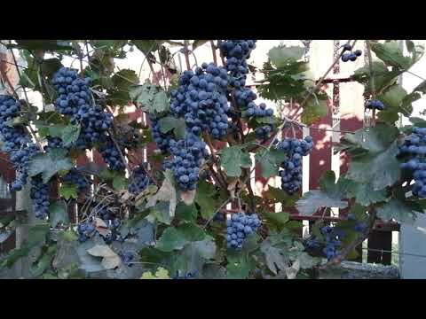 Othello. A direkttermők