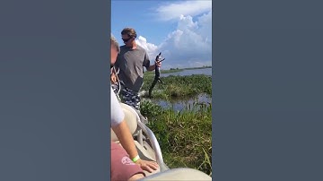 Thumbnail of What you might see on an New Orleans Swamp Tour with Gators and Ghosts