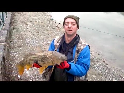 კობრი მიკროჯიგზე / Carp on Micro Jig