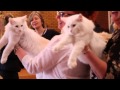 NORWEGIAN FOREST CAT CHAMPIONSHIP 2015 の動画、YouTube動画。