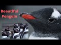 Beautiful Penguin