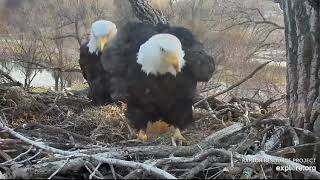 Decorah Eagles 4-5-20, 6:50 pm D34's first feeding