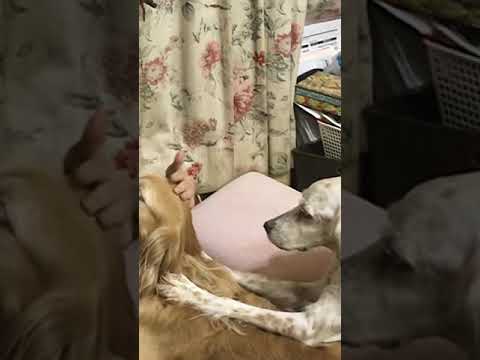 セッターのハナのヤキモチ Jealous pet dog. #Shorts