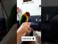 Mango’s Cutest Moments in 30 Seconds🦜Ultimate Lovebird ASMR#animals #whatthefluffchallenge #reaction