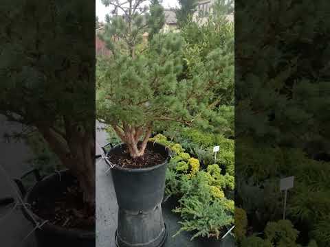 результат утренний растяжки