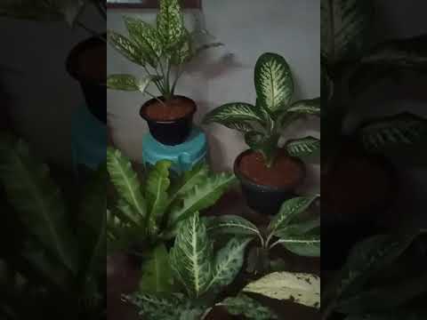 Video: Guzmania (62 Mga Larawan): Pag-aalaga Ng Isang Bulaklak Sa Bahay. Mga Panuntunan Sa Transplant Ng Houseplant. Pangalan Ng Guzmania Na May Mga Pulang Dahon Sa Korona At Iba Pang Mga