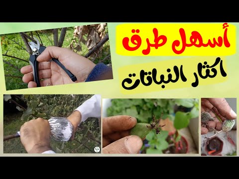 فيديو: Meristem - طريقة غير تقليدية لتكاثر النباتات وثباتها