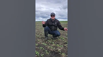 The Blackleg Fungicide Decision Canola Agriculture 